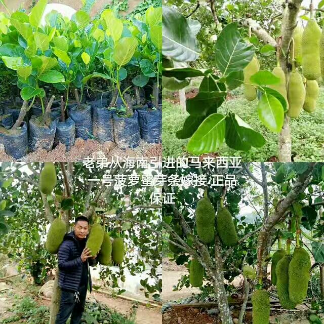 马来西亚一号菠萝蜜苗 