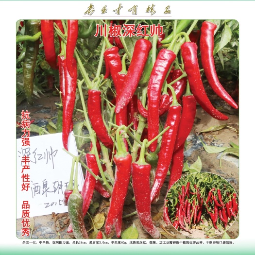 富顺县川椒深红帅  辣椒种子