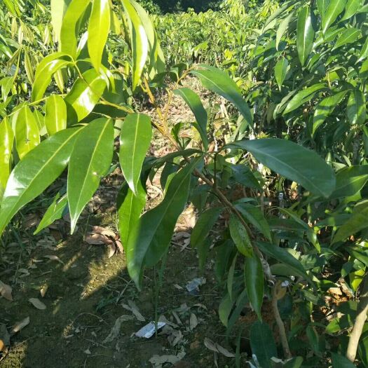 妃子笑荔枝苗