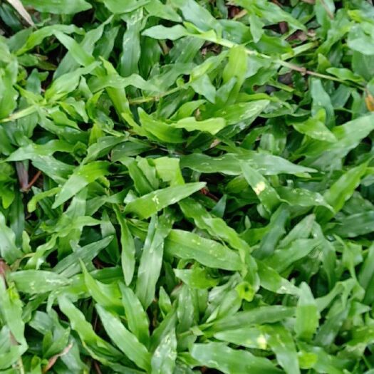 海口大叶油草