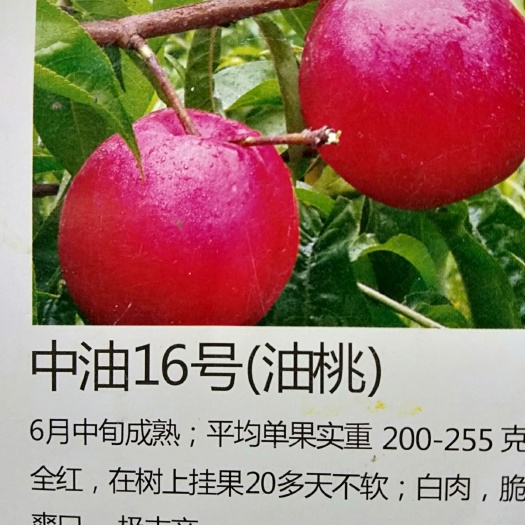 平邑县中油5号桃树苗 1~1.5米
