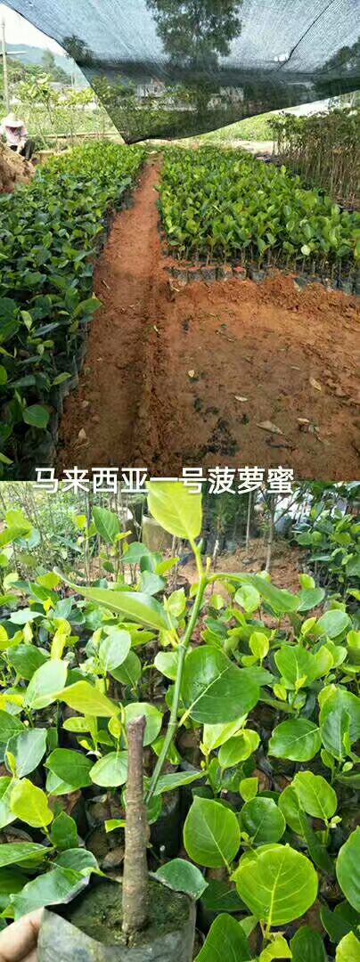 马来西亚一号菠萝蜜苗 