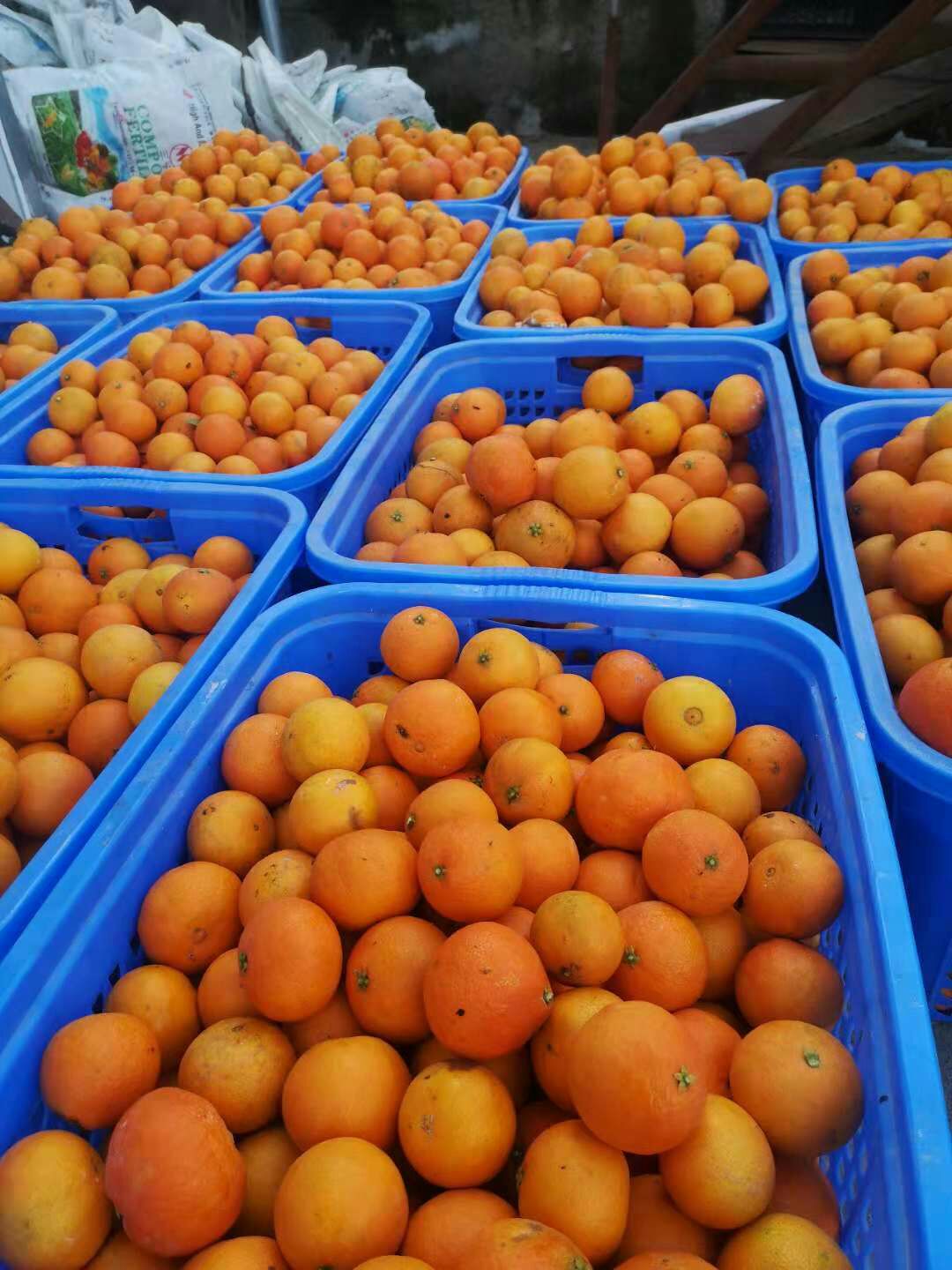 5.5 - 6cm爱媛38号柑桔