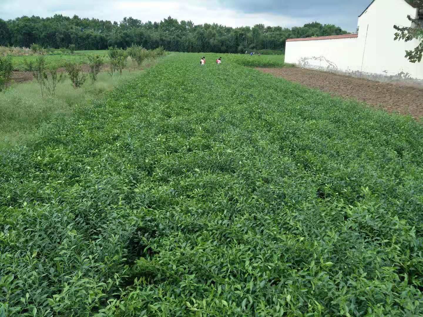 香橙苗 嫁接苗 0.5~1米