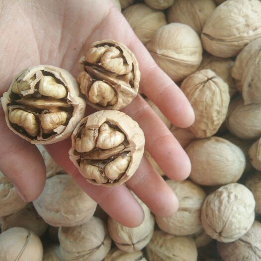 泽普县薄皮核桃 【十斤 包邮】   送夹子，支持一件代发