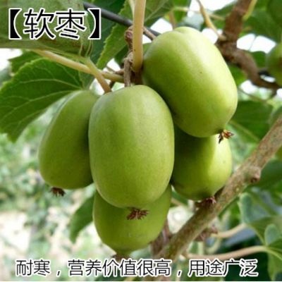 平邑县软枣猕猴桃苗 红哈雷 红色九月 绿巨人