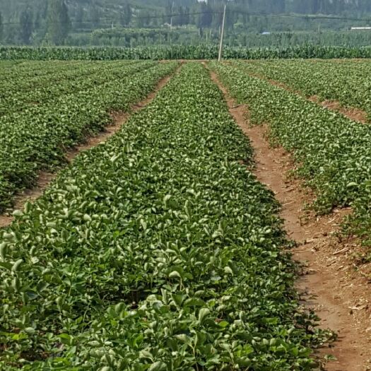 临沂妙香7号草莓苗 地栽苗 10~20公分