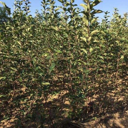 绛县红富士苹果苗 1~1.5米