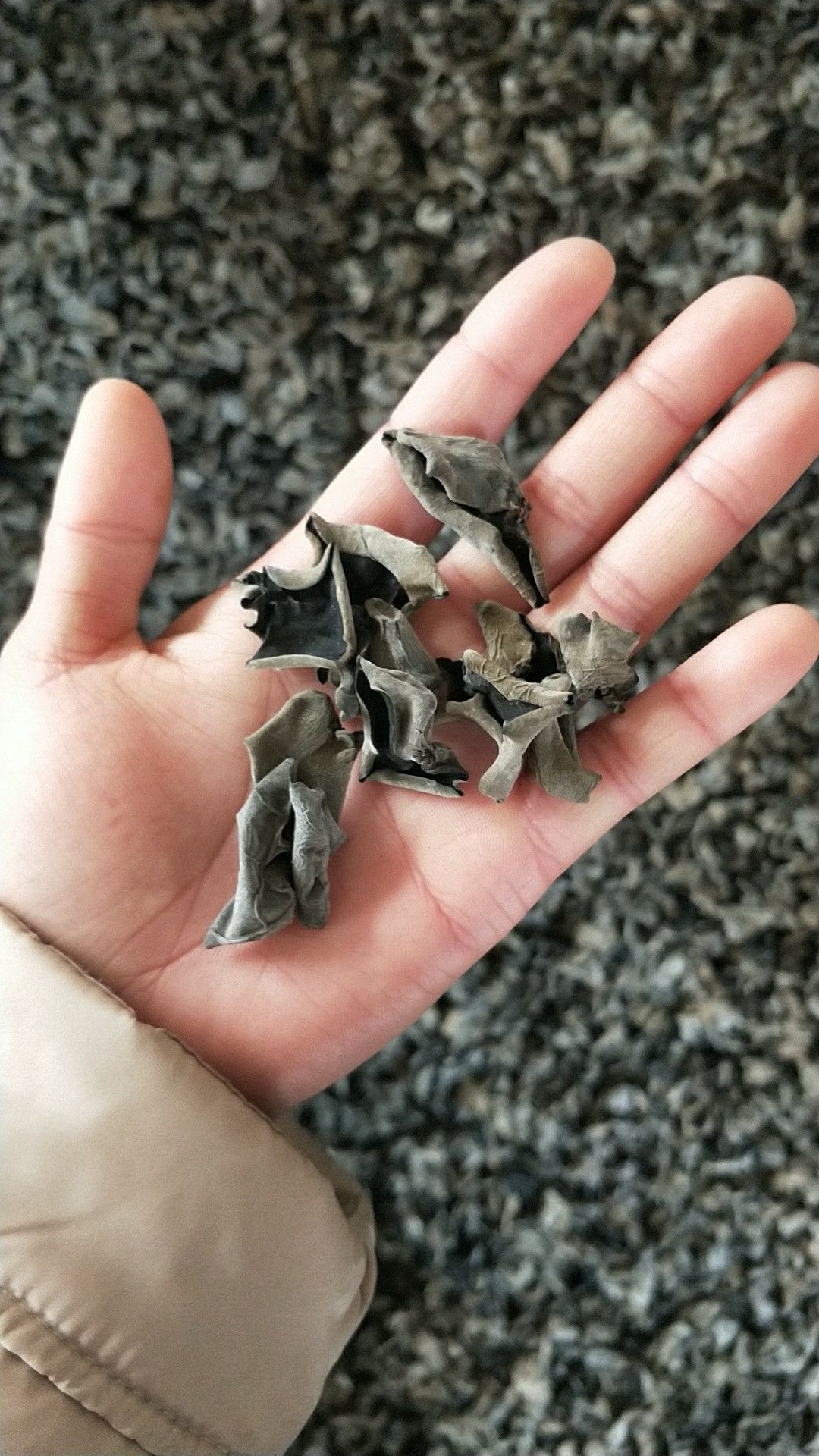 东北黑木耳 干木耳 一级