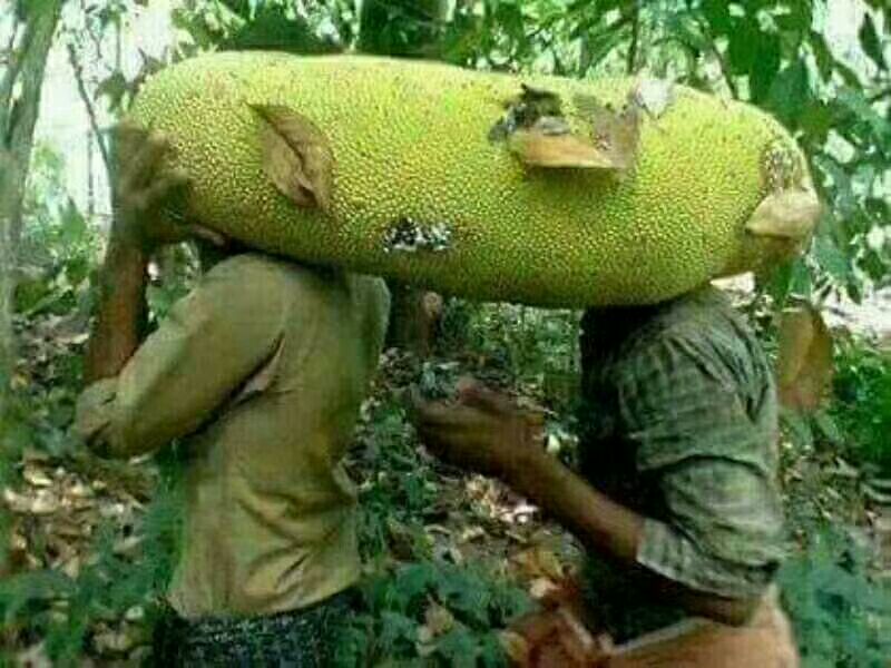 马来西亚一号菠萝蜜苗 