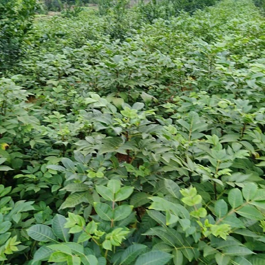 樟树市吴茱萸苗 吴茱萸 江西中花 种苗