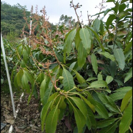 灵山县贵妃芒果苗 