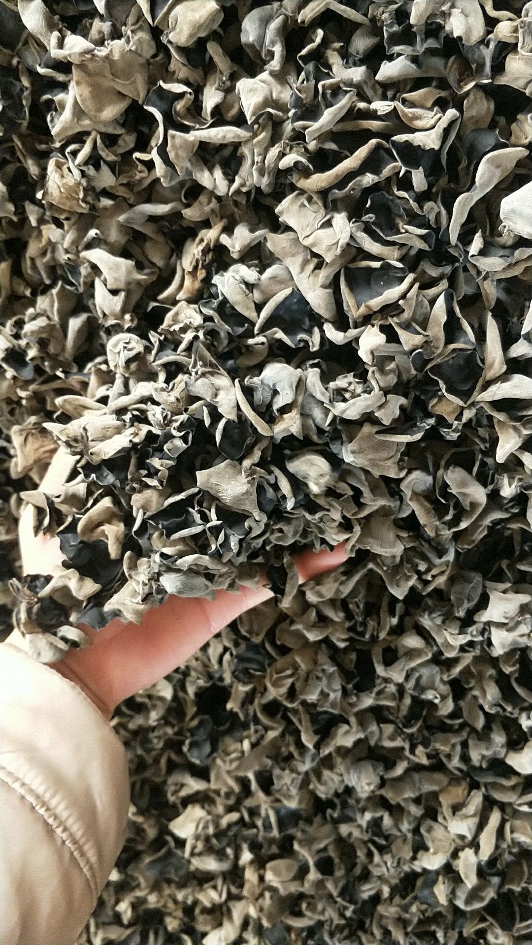 东北黑木耳 干木耳 一级
