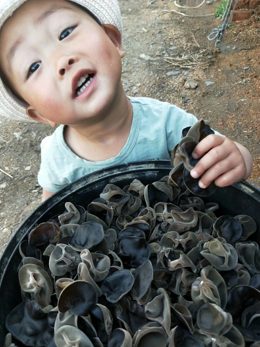 东北黑木耳 干木耳 一级