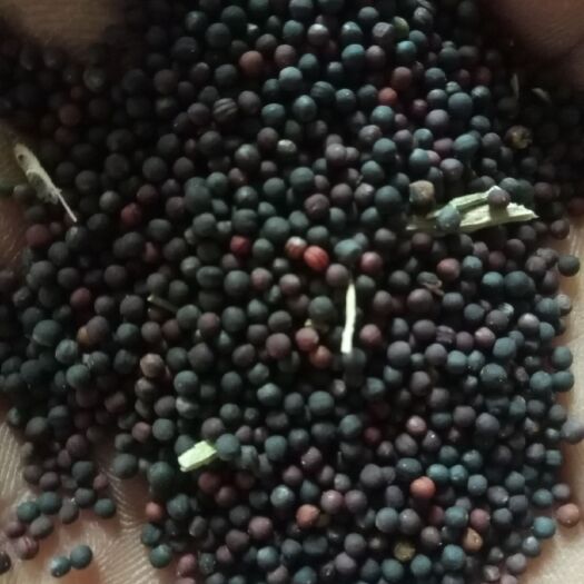 山丹县油菜籽  自家种植，油色金黄