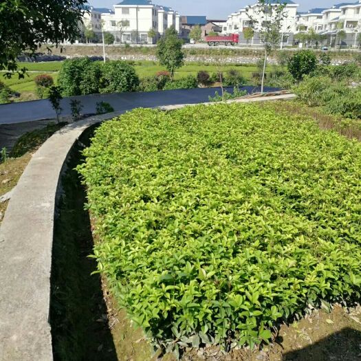郴州四季桂