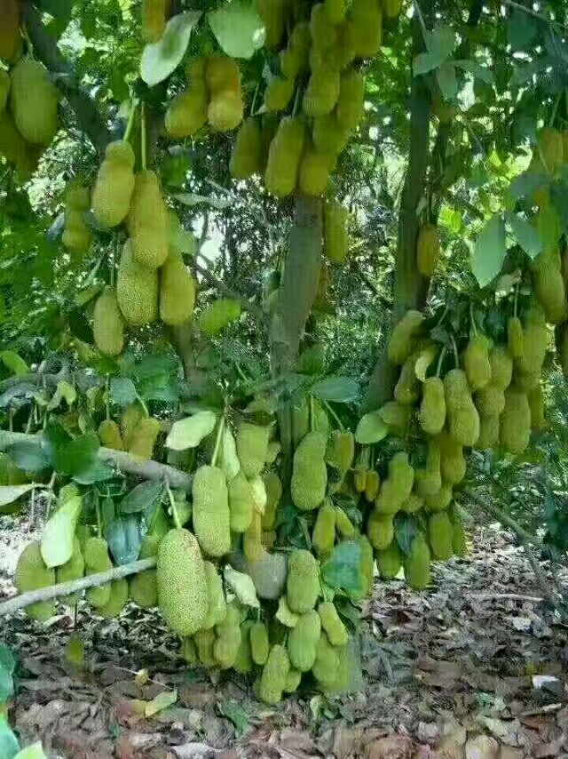 马来西亚一号菠萝蜜苗 
