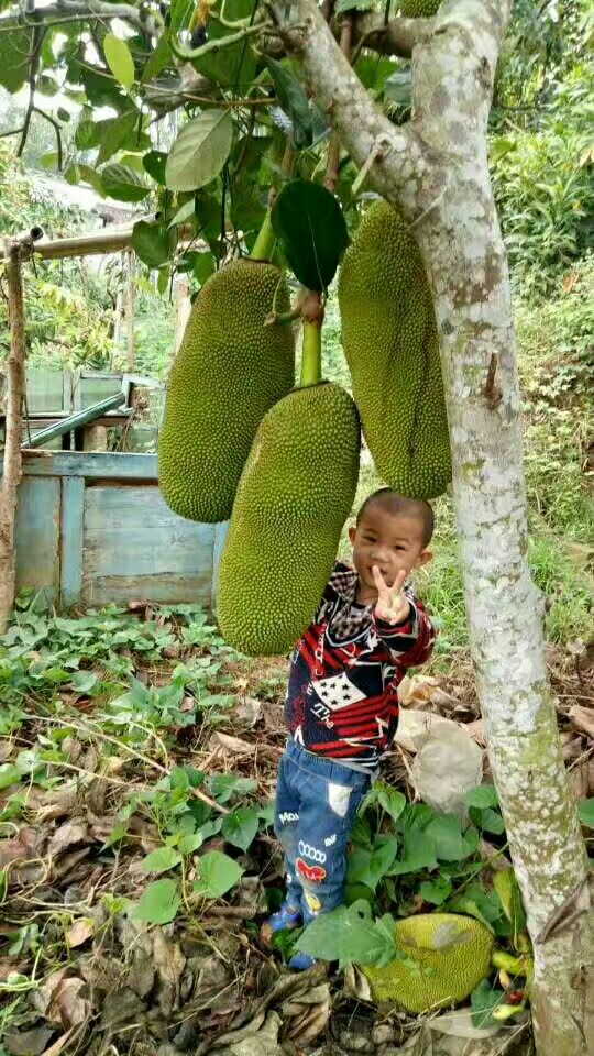 马来西亚一号菠萝蜜苗 