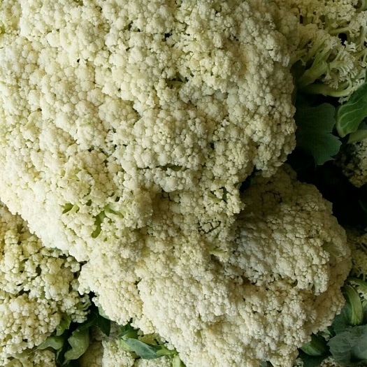 漳浦县有机花菜  广大朋友好，漳浦县冬天出产蔬，白面亲朋有机松花，甘蓝铁头包菜