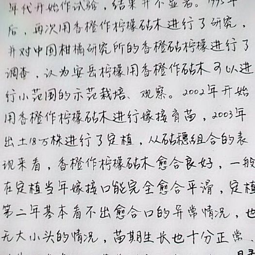资阳香橙苗 嫁接苗 0.5~1米