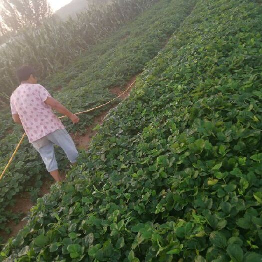 临沂章姬草莓苗 地栽苗 10~20公分