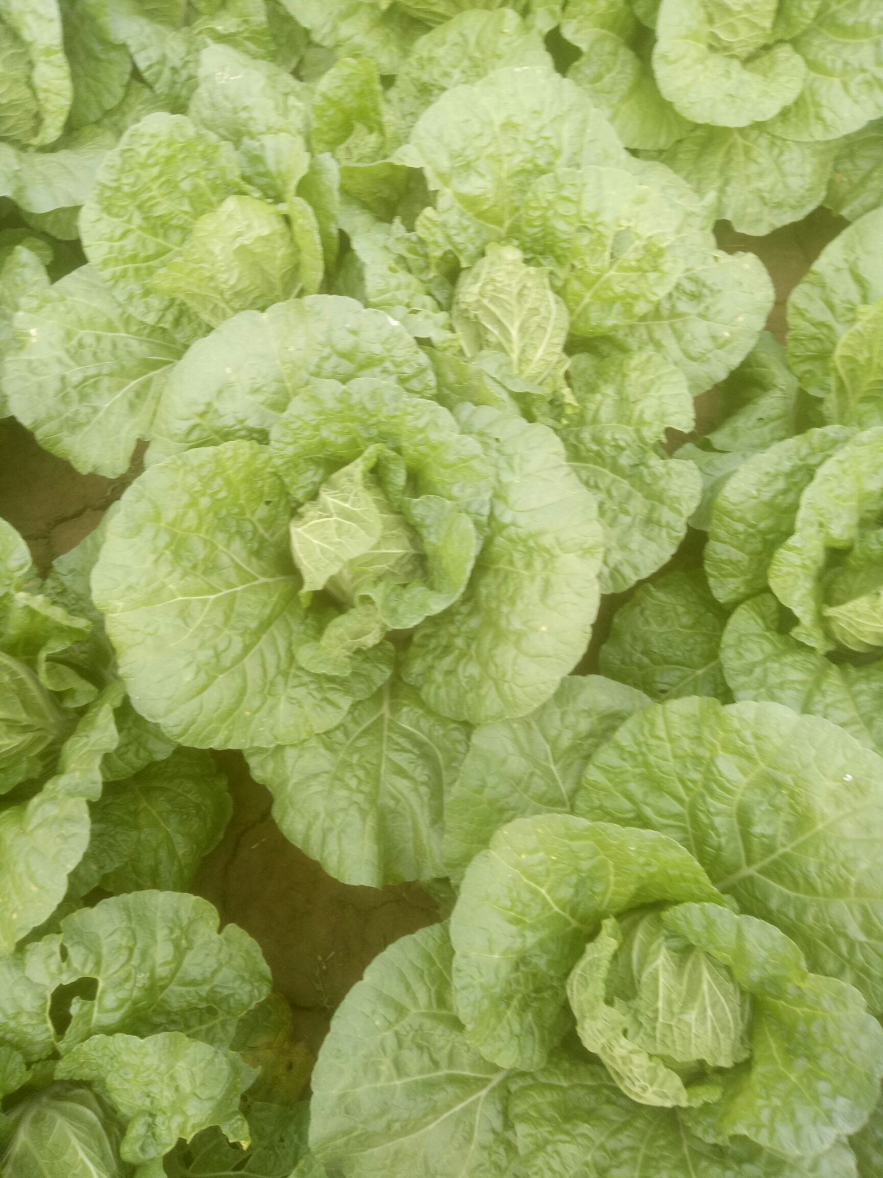 结球生菜 1斤以上 