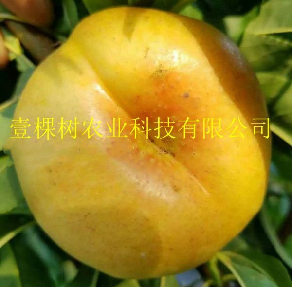 中油蟠7号桃苗 1~1.5米 