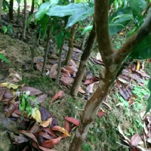 灵山县桂味荔枝苗 桂味