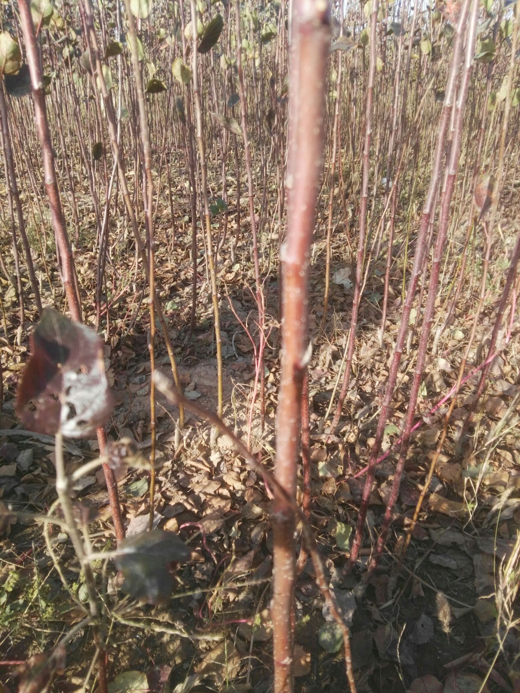 红肉苹果树苗 1~1.5米