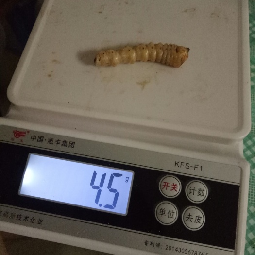 桂林斗米虫