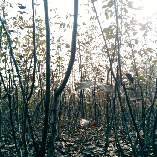 东平县薄壳香核桃苗 