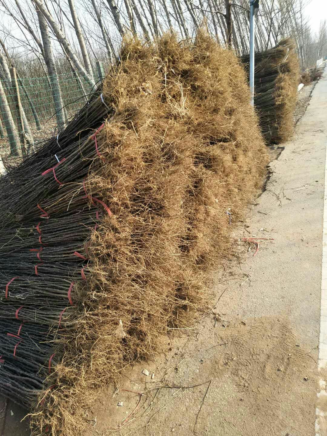 大红袍花椒苗  基地大量批发花椒苗  质优价廉 现货出售花椒小苗