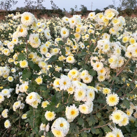 武陟县白菊花 