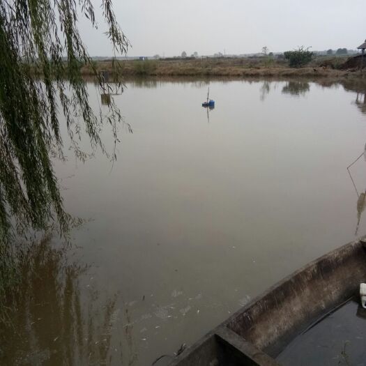益阳草鱼苗 