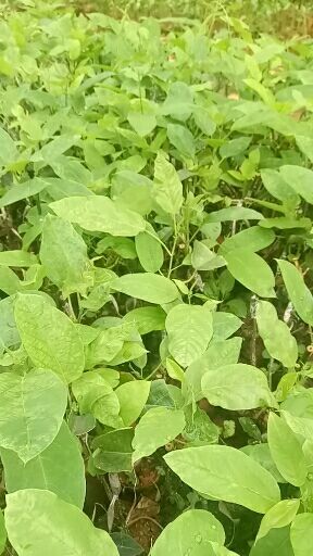 灵山县荔枝味百香果苗
