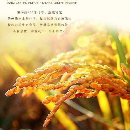 盈江县云南软米 绿色食品 晚稻 一等品