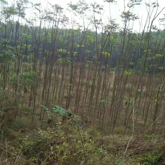 郴州栾树 