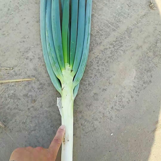 周口铁杆大葱 毛葱 混装通货