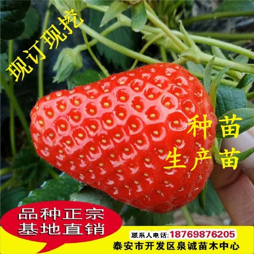 泰安草莓苗基地现货出售章姬草莓苗 品种正宗 质优价廉 欢迎订购