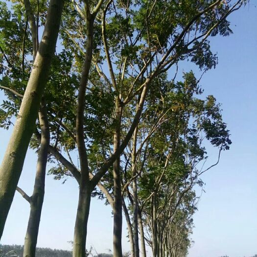 华容县黄山栾树