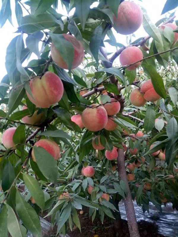 冬桃树苗 0.5~1米