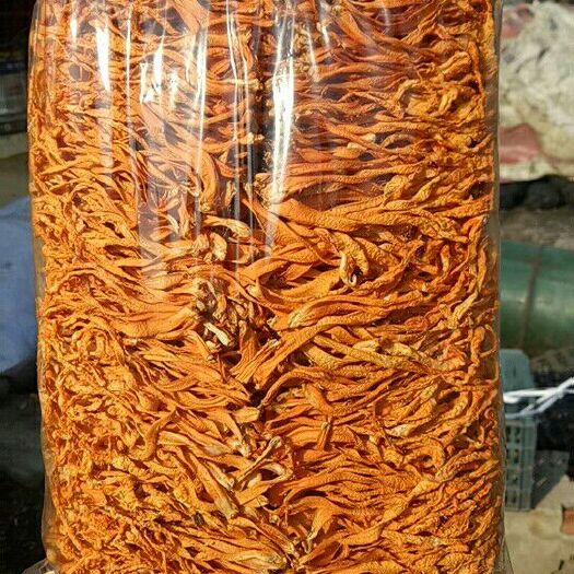 沈阳蛹虫草  虫草花排草