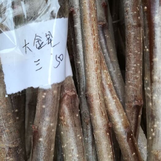 泰安大金星山楂树苗 