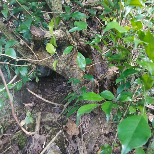河池 小叶黄杨