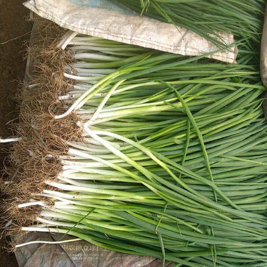 大连四季小葱 
