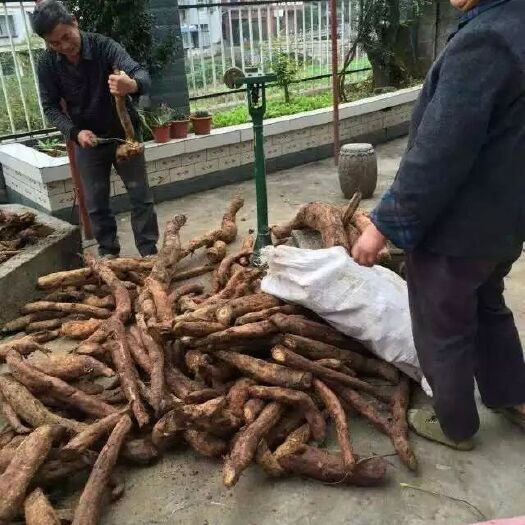 永顺县葛根粉 24个月以上