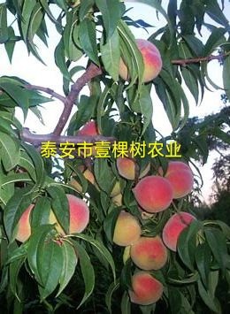 泰安冬雪蜜桃苗 1~1.5米 