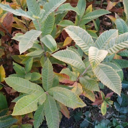 泰安泰山板栗苗 嫁接苗 0.5~1米 