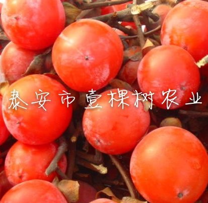 泰安火晶柿子苗 