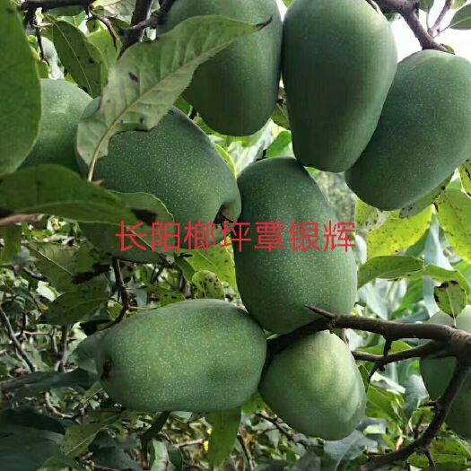 长阳县皱皮木瓜苗 资丘木瓜苗 湖北木瓜苗 长阳木瓜苗